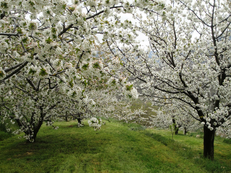 Disfruta del cerezo en flor a ras de cielo desde Piornal - Piornal