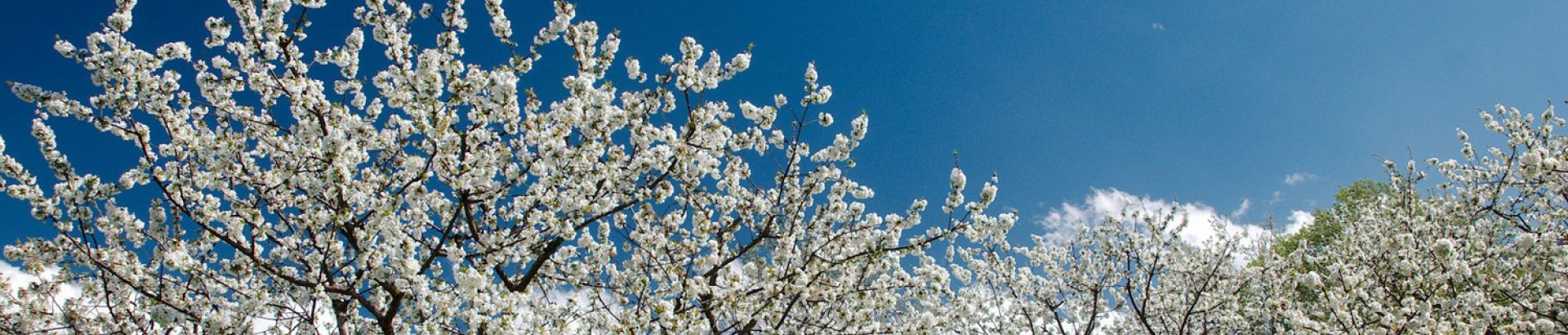 Slide - Sorpréndete con el cerezo en flor