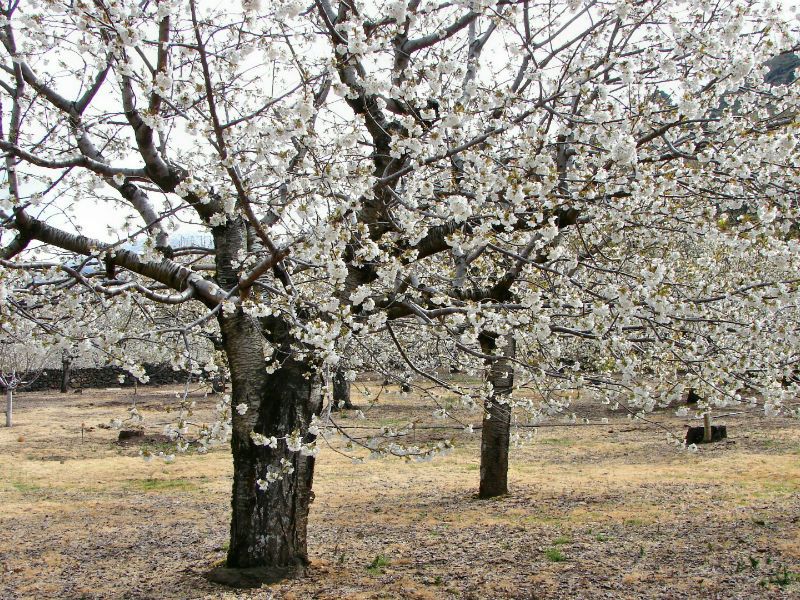 Cerezos en flor en el Valle del Jerte 2023