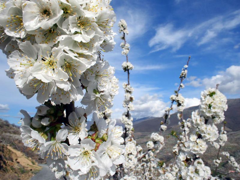 Cerezos en flor en el Valle del Jerte 2023